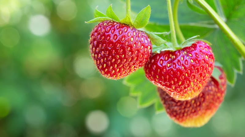 DD_berries_guide
